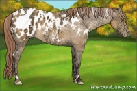 Horse Color:White Spotted Sable Cream Champagne Ice Blanket Rabicano 