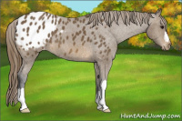 Horse Color:Buckskin Blanket