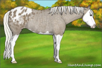 Horse Color:Silver Smoky Black Splash Appaloosa Rabicano 