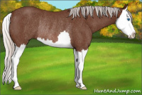 Horse Color:Silver Bay Roan Splash Rabicano 