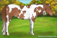 Horse Color:White Spotted Chestnut Tobiano 
