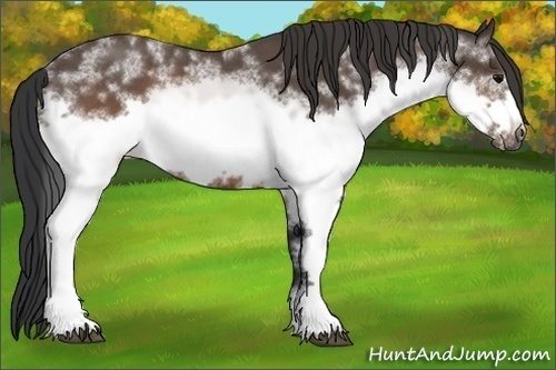 Horse Color:White Spotted Brown Roan Frame 