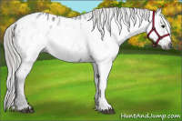 Horse Color:Gray Black Blanket 