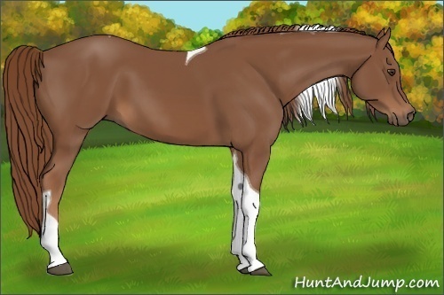 Horse Color: Chestnut Tobiano 