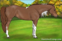 Horse Color:Chestnut Tobiano 