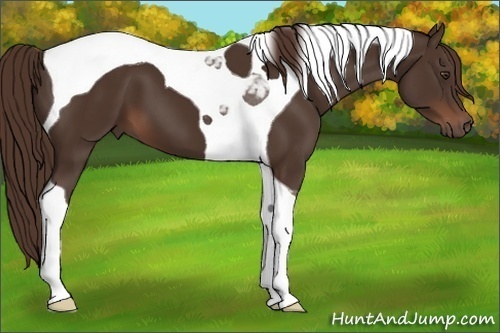 Horse Color: Liver Chestnut Tobiano 
