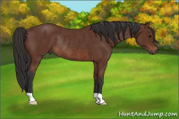 Horse Color:Bay Rabicano 
