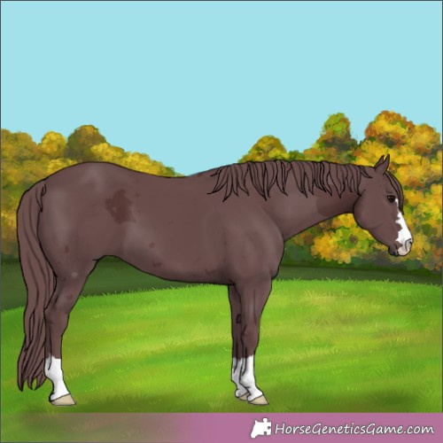 Horse Color:Chocolate Black Merle 