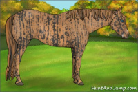 Horse Color:Black Splash Frame  Brindle