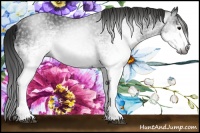 Horse Color:Gray White Spotted Black 
