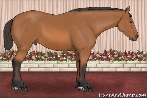 Horse Color: Bay 