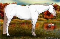 Horse Color:Chestnut Appaloosa 