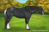 Horse Color:White Spotted Black Splash 