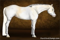 Horse Color:White Spotted Gold Cream Champagne 