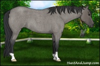 Horse Color:Grullo Roan 
