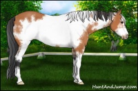 Horse Color:White Spotted Bay Sabino Frame 