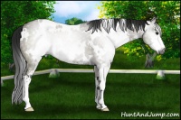Horse Color:Gray White Spotted Grullo Sabino 