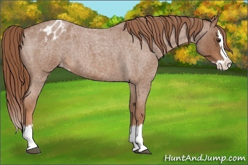 Horse Color: Unknown 