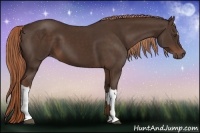 Horse Color:Liver Chestnut 