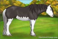 Horse Color:Smoky Black Splash