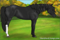 Horse Color:Gray Black 