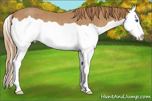Horse Color:Chestnut Splash Rabicano