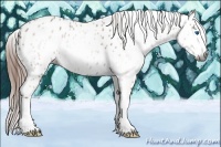 Horse Color:Gray Red Roan Sabino Splash Appaloosa 