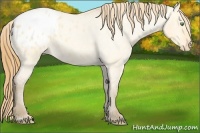 Horse Color:Amber Cream Champagne Roan Dun Blanket 