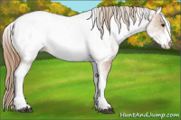 Horse Color:White Spotted Black Pearl Near Fewspot 