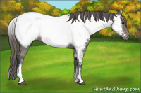 Horse Color:White Spotted Grullo Near Fewspot Rabicano 