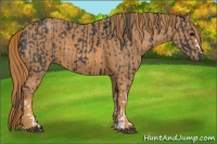 Horse Color:Black  Brindle
