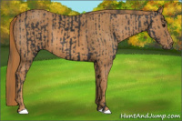 Horse Color:Black  Brindle