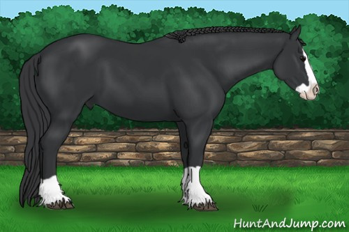 Horse Color: Black Splash 