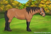 Horse Color:Bay Frame 