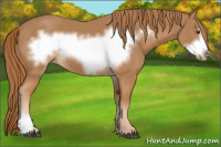 Horse Color:Chestnut Frame 