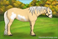 Horse Color:Palomino Frame 