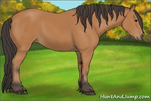 Horse Color: Bay 
