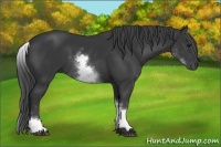 Horse Color:White Spotted Black 