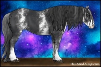 Horse Color:White Spotted Black 