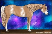 Horse Color:White Spotted Chestnut
