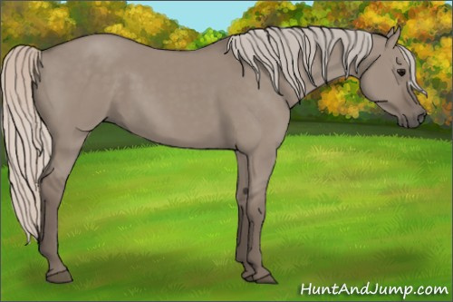 Horse Color: Silver Grullo 