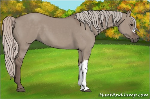 Horse Color: Silver Grullo 