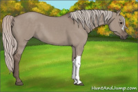 Horse Color:Silver Grullo 