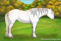Horse Color:Gray Cremello Dun Tobiano 