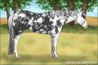 Horse Color:Black Sabino 