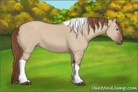 Horse Color:Red Dun Tobiano 