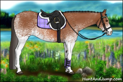 Horse Color: Unknown 