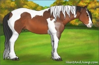 Horse Color:Bay Splash Tobiano