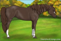 Horse Color:Liver Chestnut 