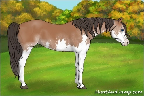 Horse Color:Bay Splash 